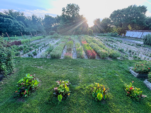 floral-science-nerd-expands-dahlia-propagation