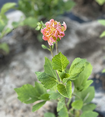 floral-science-nerd-expands-dahlia-propagation