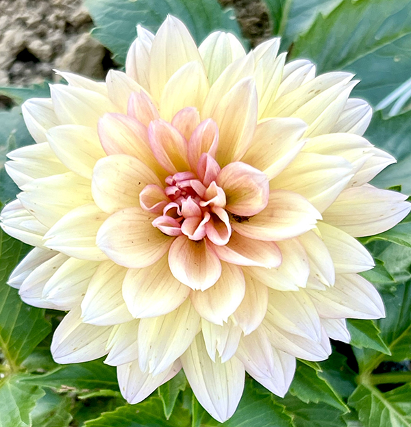 floral-science-nerd-expands-dahlia-propagation