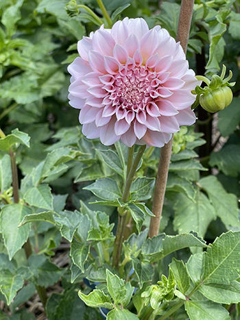 floral-science-nerd-expands-dahlia-propagation