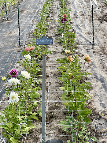 floral-science-nerd-expands-dahlia-propagation
