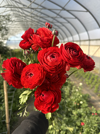 why-and-how-we-automated-our-flower-greenhouses