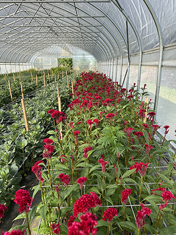 why-and-how-we-automated-our-flower-greenhouses