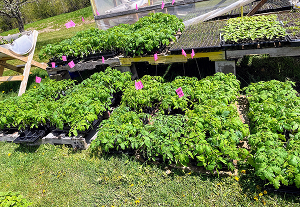 maximize-spring-cash-flow-garden-starts