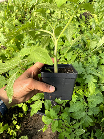 maximize-spring-cash-flow-garden-starts