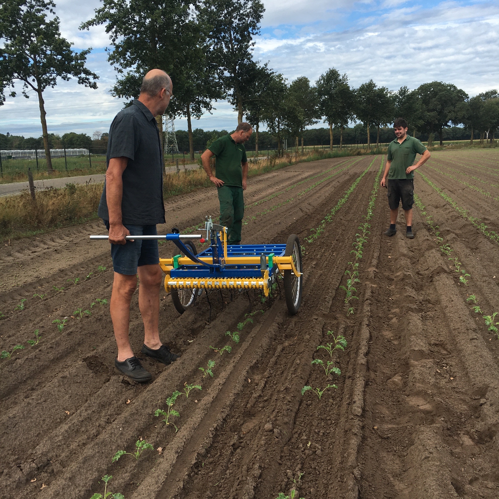 blind-cultivation-tine-weeding