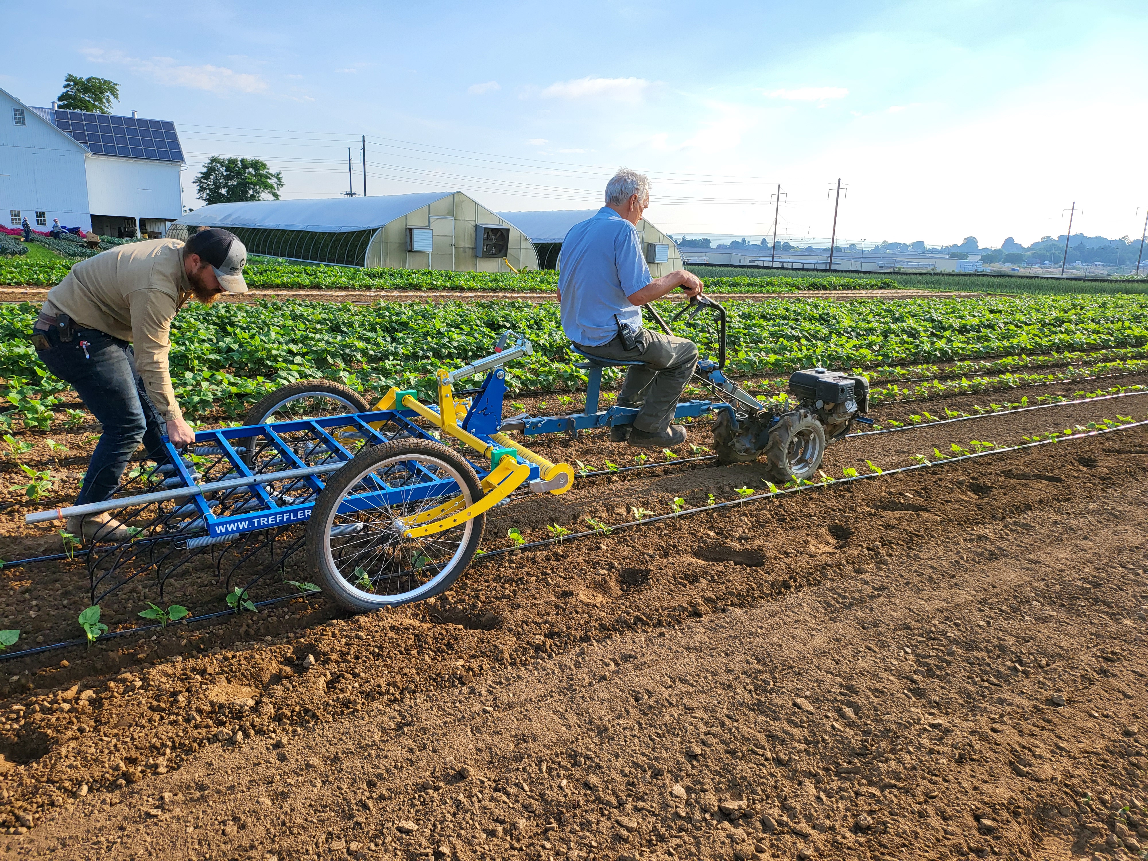 blind-cultivation-tine-weeding
