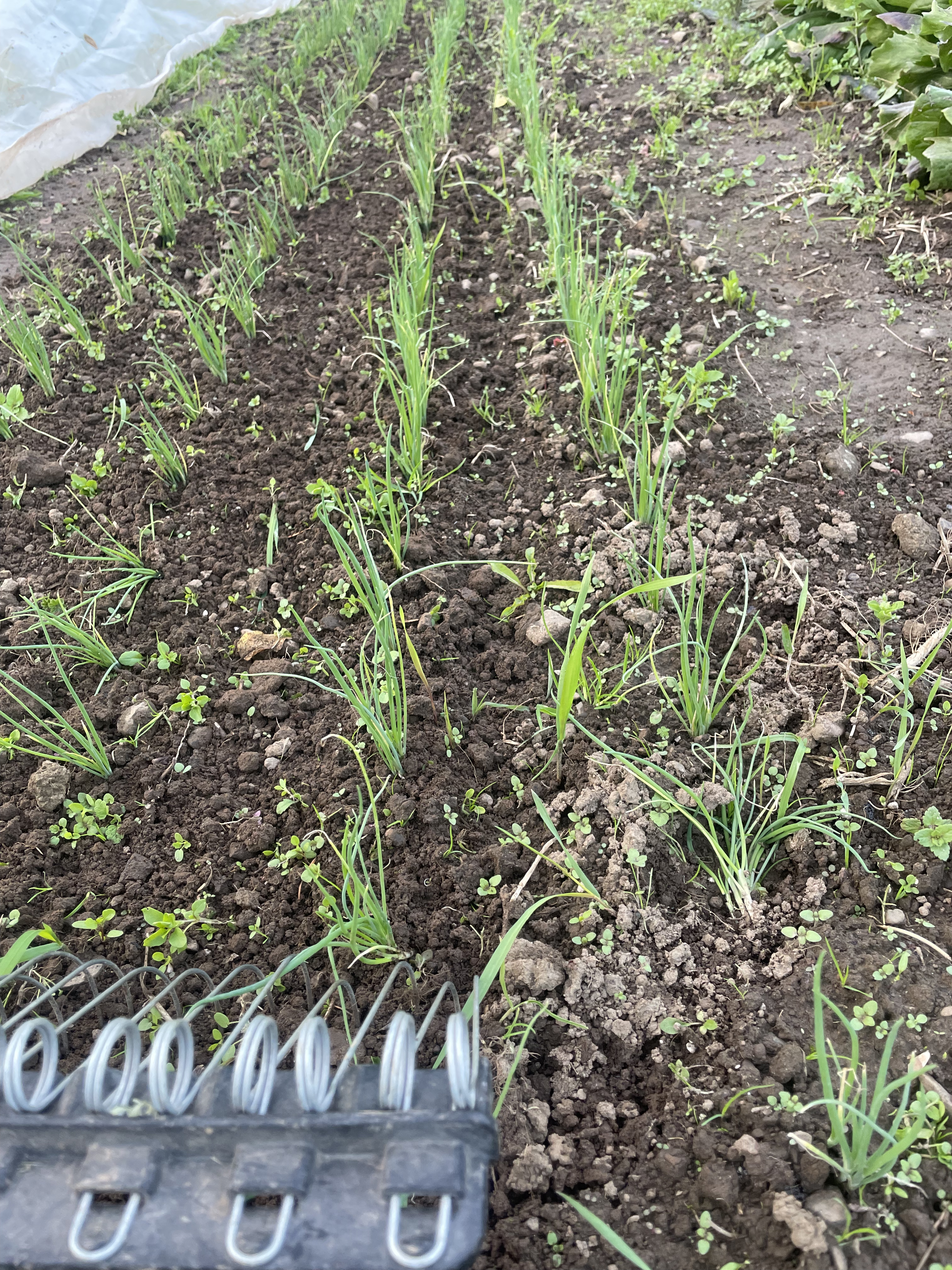 blind-cultivation-tine-weeding