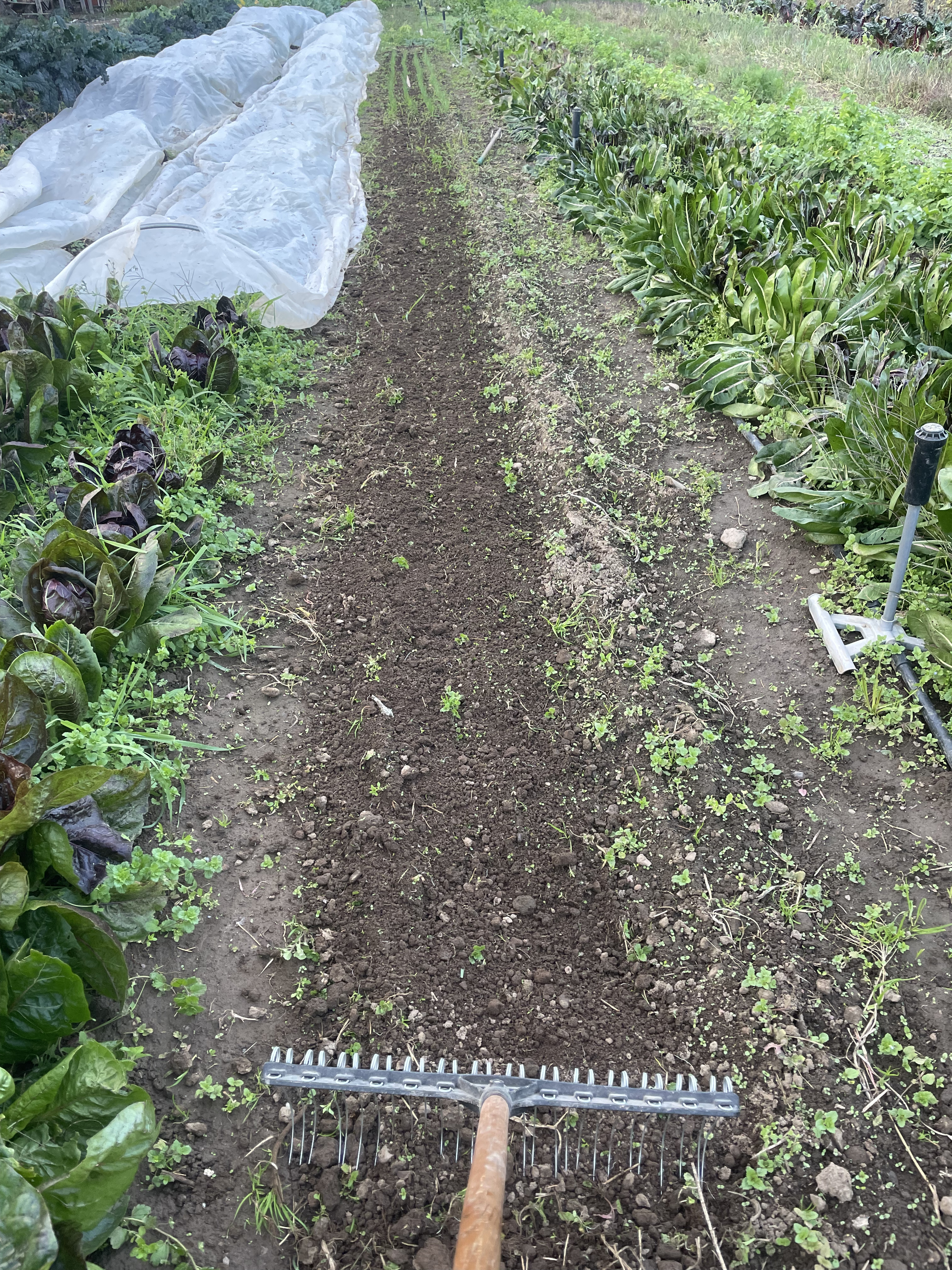 blind-cultivation-tine-weeding