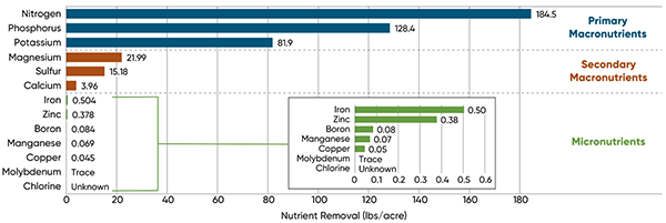 the-macro-impact-micronutrients