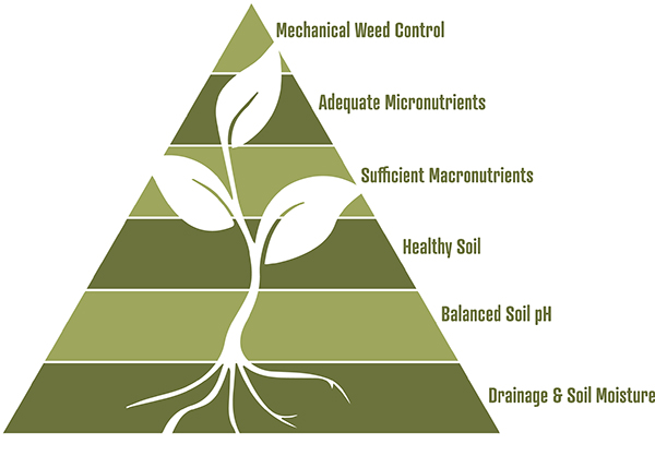 the-macro-impact-micronutrients