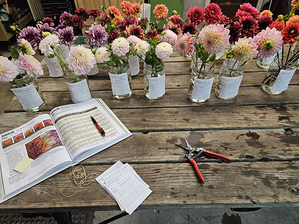 setting-floral-standards-and-varietyspecific-vase