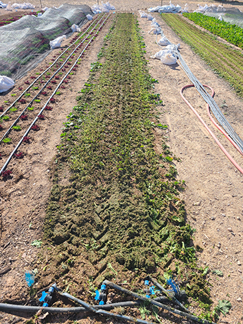 inplace-composting-farming-three-dimensions