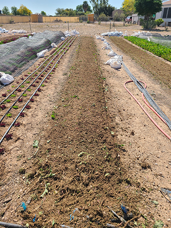 inplace-composting-farming-three-dimensions