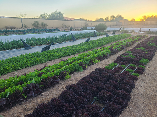 inplace-composting-farming-three-dimensions