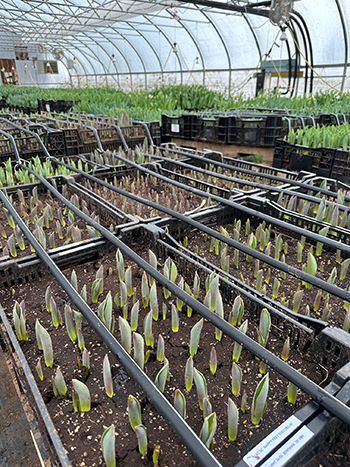 our-top-ten-flower-farm-improvements-2025