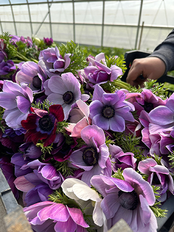 our-top-ten-flower-farm-improvements-2025