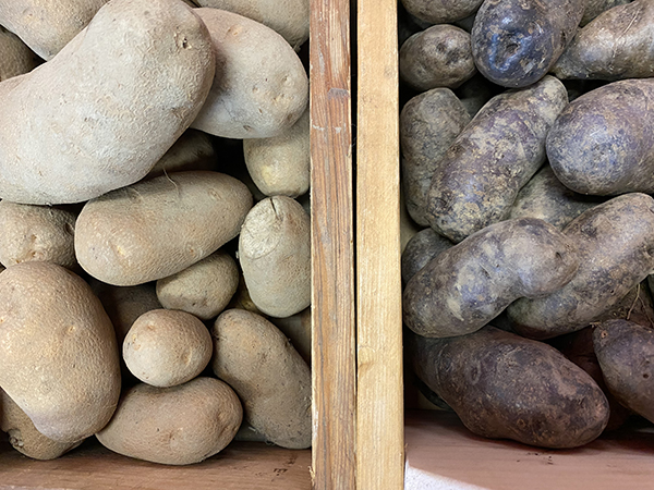 scaling-up-potato-cultivation-tiny-tractor