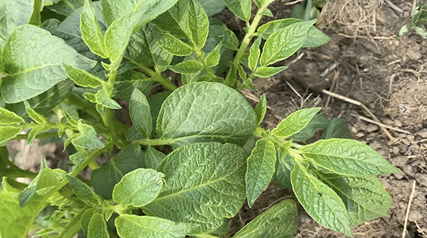 scaling-up-potato-cultivation-tiny-tractor