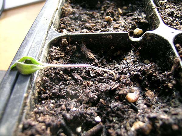 diagnosing-and-treating-germination-and-seedling