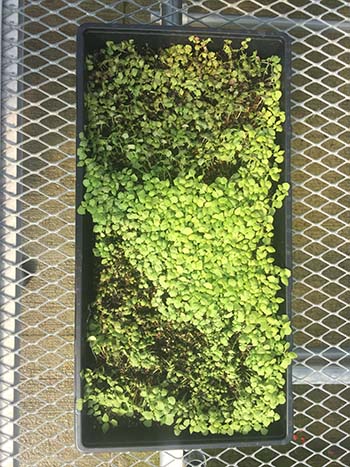 diagnosing-and-treating-germination-and-seedling