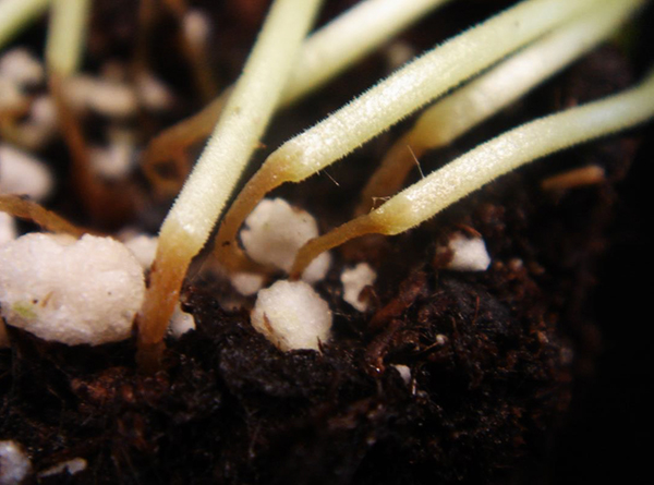 diagnosing-and-treating-germination-and-seedling