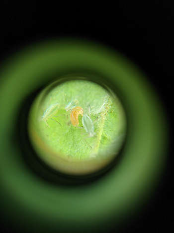 all-about-aphid-control