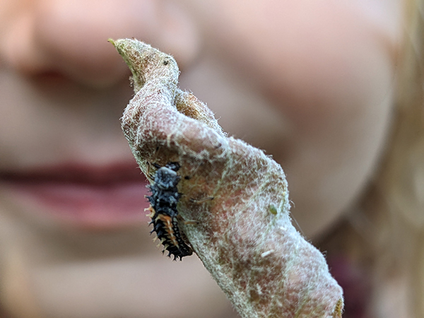 all-about-aphid-control