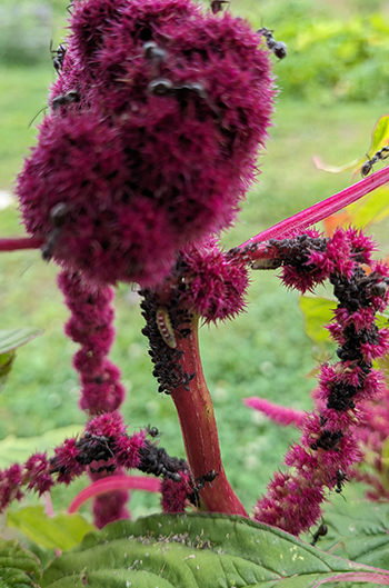 all-about-aphid-control