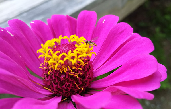 all-about-aphid-control