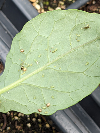 all-about-aphid-control