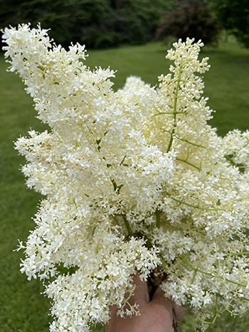 foraged-florals-and-woody-elements-part-1