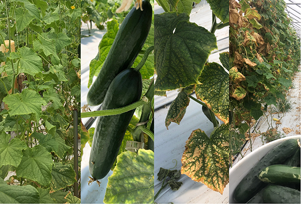 understanding-macronutrients-macro-impact