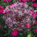 Allium christophii