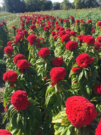 scaling-up-the-flower-farm2