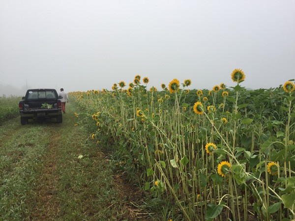 scaling-up-the-flower-farm2