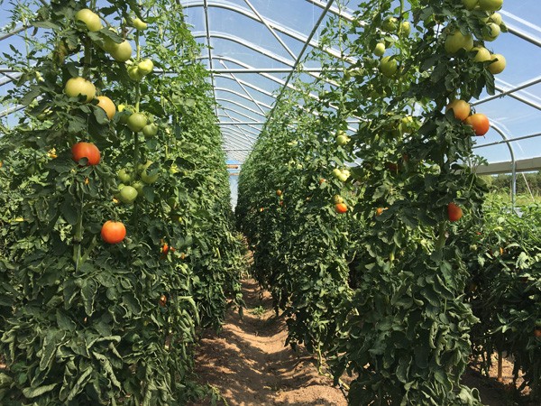 fertility-tips-and-foliar-testing-to-maximize-high-tunnel-crops