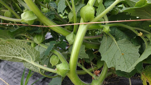 production-improvements-for-husk-cherries