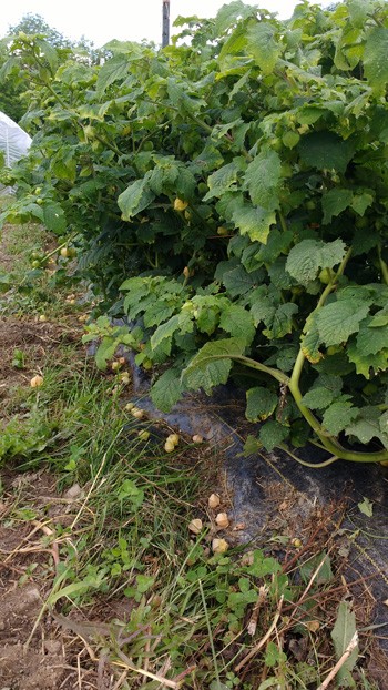 production-improvements-for-husk-cherries