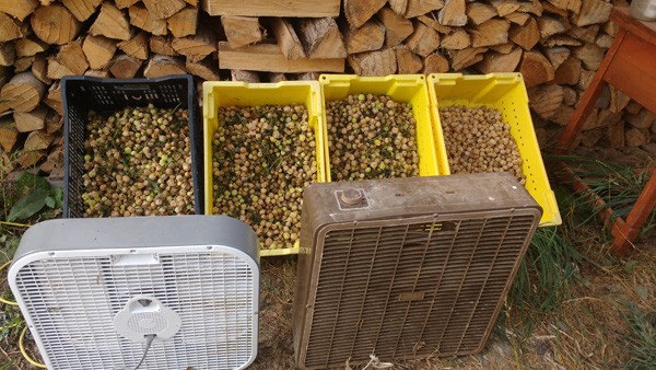 production-improvements-for-husk-cherries