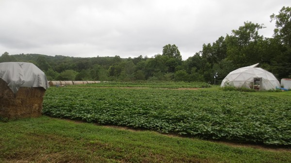 sweet-potato-propagation-and-production-updated