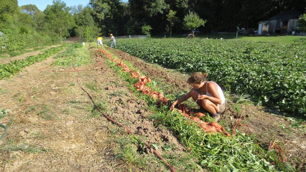 sweet-potato-propagation-and-production-updated