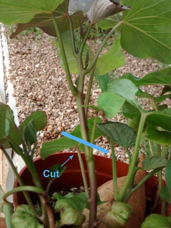 sweet-potato-propagation-and-production-updated