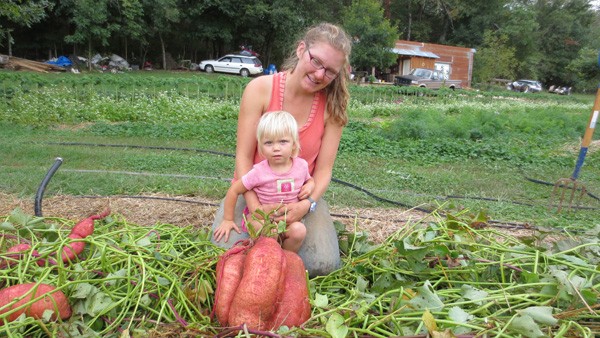 sweet-potato-propagation-and-production-updated