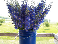 delphinium-varieties