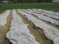 Broccoli under cover