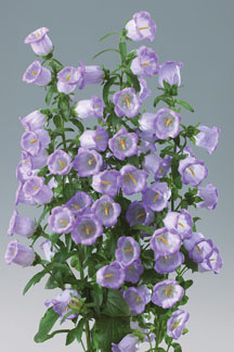 Campanula Muse Lavendel Blue campanula muse