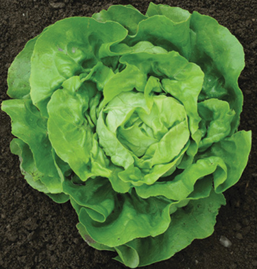 Lettuce