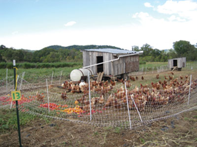 Farm tour chickens
