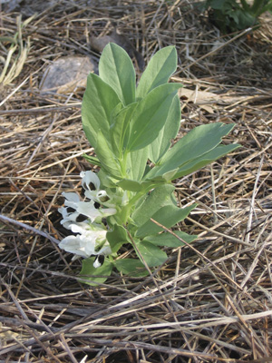 fava Beans